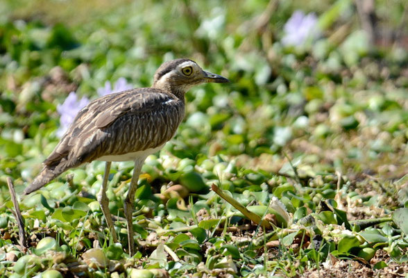 DOMINIKANERTRIEL, DOUBLE-STRIPED THICK-KNEE, BURHINUS BISTRIATUS