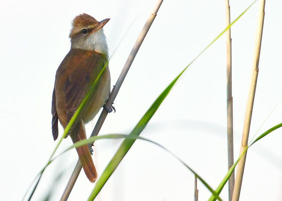 DROSSELROHRSÄNGER, GREAT REED WARBLER, ACROCEPHALUS ARUNDINACEUS