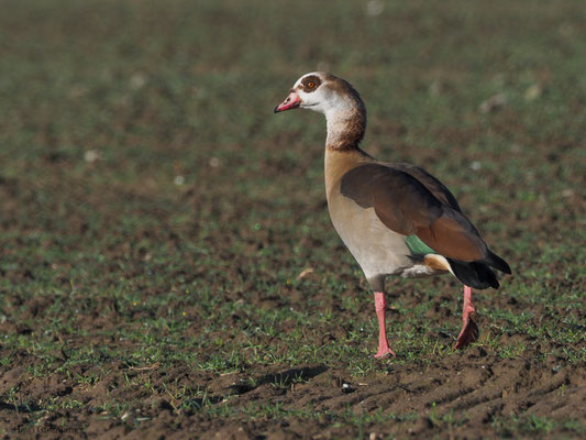NILGANS, EGYPTIAN GOOSE, ALOPOCHEN AEGYPTIACA