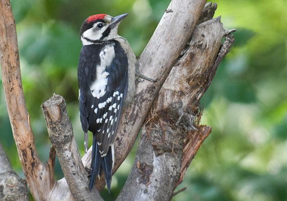 BUNTSPECHT, GREAT SPOTTED WOODPECKER, DENDROCOPOS MAJOR
