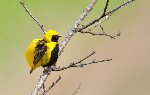 TAHAWEBER, YELLOW-CROWNED BISHOP, EUPLECTES AFER