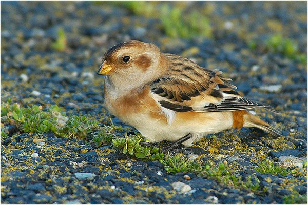 SCHNEEAMMER, SNOW BUNTING, PLECTROPHENAX NIVALIS