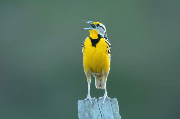 LERCHENSTÄRLING, EASTERN MEADOWLARK, STURNELLA MAGNA