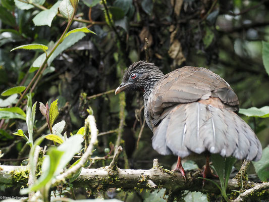 ANDEN-GUAN, ANDEAN GUAN - PENELOPE MONTAGNII