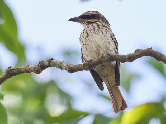 STREIFENTYRANN, STREAKED FLYCATCHER, MYIODYNASTES MACULATUS 