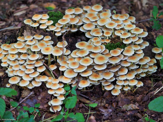 Grünblättriger Schwefelkopf - Hypholoma fasciculare