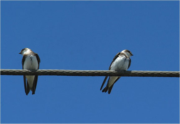 UFERSCHWALBE, SAND MARTIN, RIPARIA RIPARIA