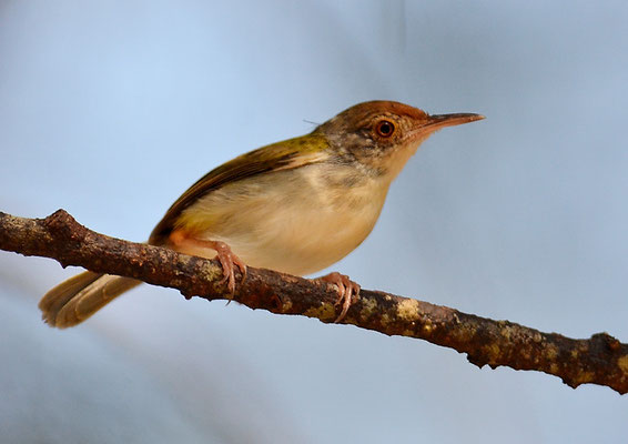 ROTSTIRN-SCHNEIDERVOGEL,  COMMON TAILORBIRD, ORTHOTOMUS SUTORIUS 