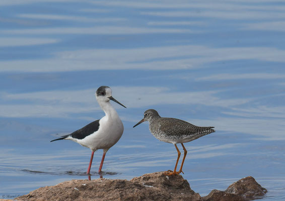 ROTSCHENKEL, REDSHANK, TRINGA TOTANUS