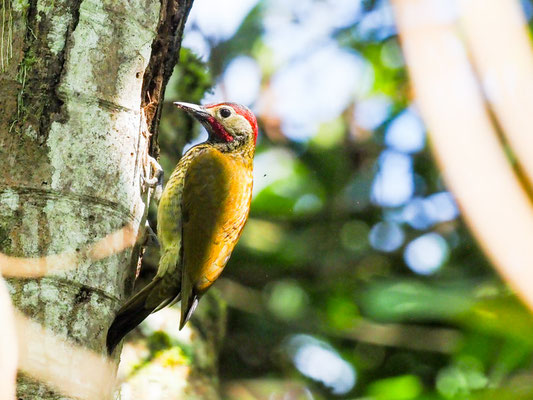 Sperlingsspecht, Little Woodpecker - Veniliornis passerinus