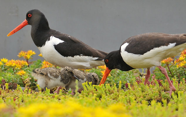 Austernfischer, Oyster-catcher, Haematopus ostralegus