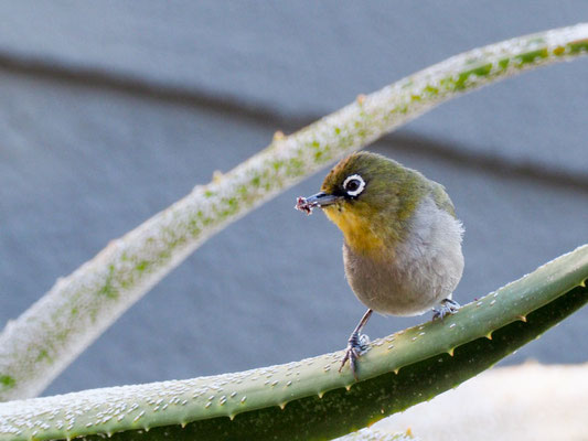 KAPBRILLENVOGEL, CAPE WHITE-EYE, ZOSTEROPS CAPENSIS