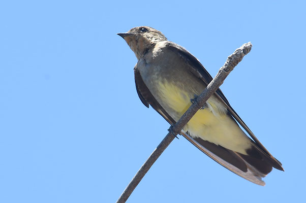 Braunbrustschwalbe, Brown-chested Martin, Progne tapera