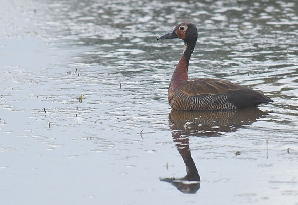 WITWENPFEIFENTE, WHITE-FACED WHISTLING-DUCK, DENDROCYGNA VIDUATA