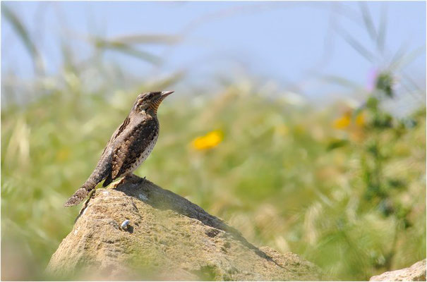 WENDEHALS, WRYNECK, JYNX TORQUILLA