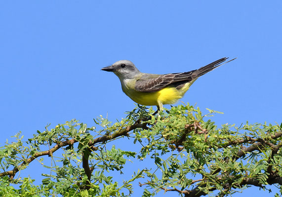 TRAUERTYRANN, TROPICAL KINGBIRD, TYRANNUS MELANCHOLICUS 