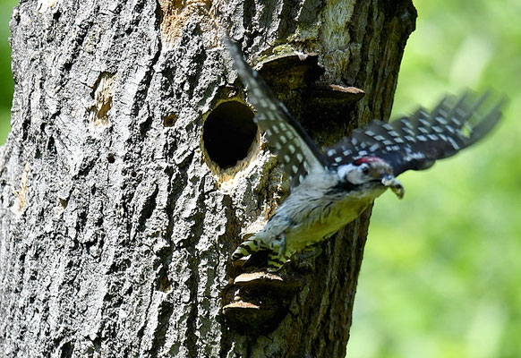 KLEINSPECHT, LESSER SPOTTED WOODPECKER, DENDROCOPOS MINOR