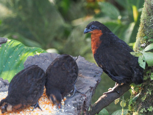 Schwarzrückenwachtel (Schwarzrücken-Waldwachtel), Dark-backed Wood-Quail - Odontophorus melanonotus