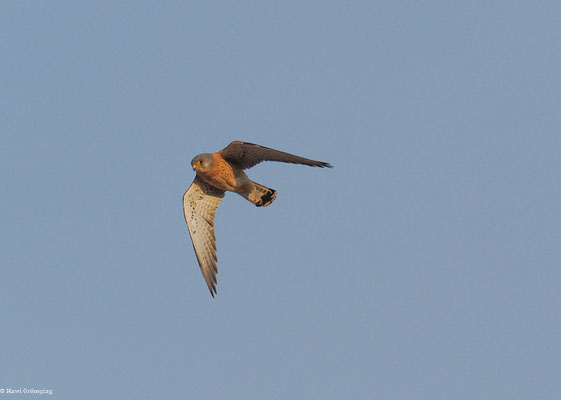Rötelfalke, Lesser Kestrel-Falco naumanni