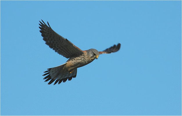 TURMFALKE, KESTREL, FALCO TINNUNCULUS