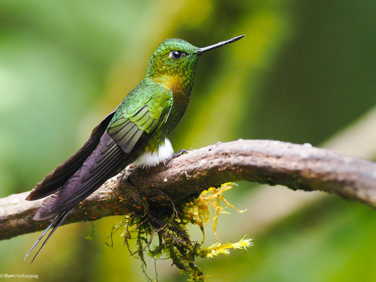 GOLDBRUST-HÖSCHENKOLIBRI, GOLDEN-BREASETD PUFFLEG - ERIOCNEMIS MOSQUERA