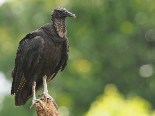 RABENGEIER, BLACK VULTURE, CORAGYPS ATRATUS