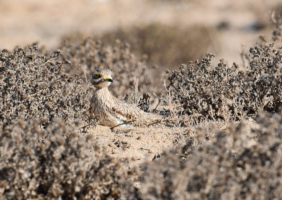 TRIEL, THICKKNEE, BURHINUS OEDICNEMUS