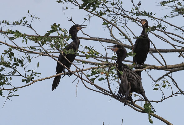 OLIVENSCHARBE, NEOTROPIC CORMORANT, PHALACROCORAX BRASILIANUS