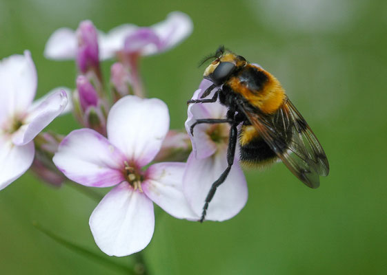 HUMMEL-WALDSCHWEBFLIEGE, VOLUCELLA BOMBYLANS