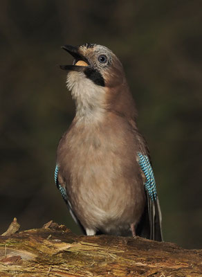 EICHELHÄHER, JAY, GARRULUS GLANDARIUS