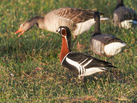 Rothalsgans, Red-breasted goose, Branta rufficollis