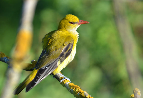 PIROL, GOLDEN ORIOLE, ORIOLUS ORIOLUS