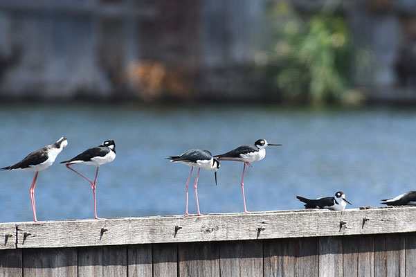 Amerikanischer Stelzenläufer, Black-necked stilt, Himantopus mexicanus