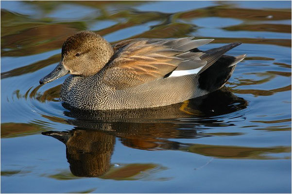 SCHNATTERENTE, GADWALL, ANAS STREPERA
