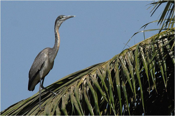 SCHWARZHALSREIHER, BLACK-HEADED HERON, ARDEA MELANOCEPHALA