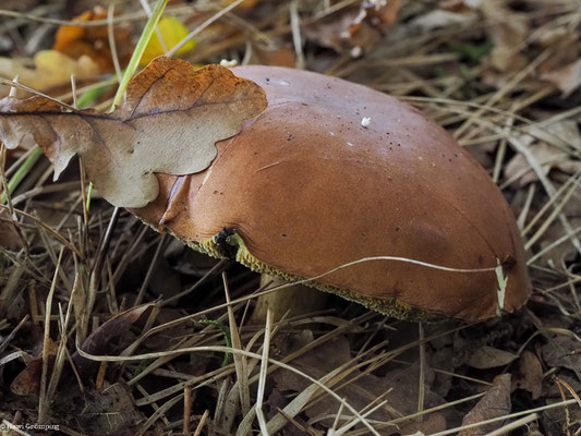 Maronen-Röhrling - Xerocomus badius