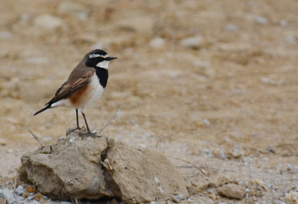 ERDSCHMÄTZER, CAPPED WHEATEAR, OENANTHE PILEATA