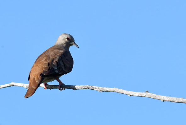 ROSTTÄUBCHEN, RUDDY GROUND-DOVE, COLUMBINA TALPACOTI