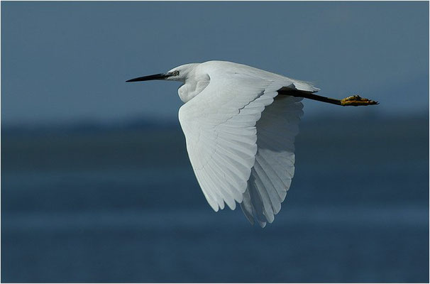 SEIDENREIHER, LITTLE EGRET, EGRETTA GARZETTA