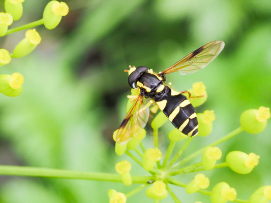 XANTHOGRAMMA PEDISSEQUUM, SPÄTE GELBRANDSCHWEBFLIEGE