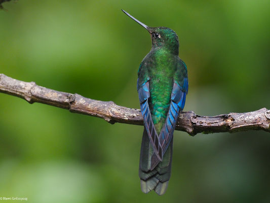 BLAUFLÜGEL-KOLIBRI, GREAT SAPPHIREWING - PTEROPHANES CYANOPTERUS