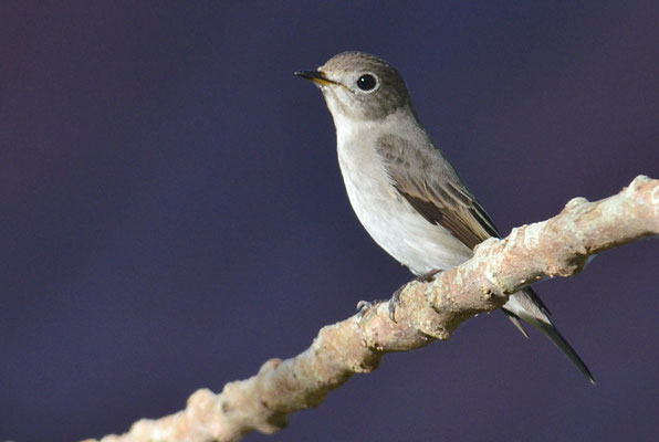 BRAUNER FLIEGENSCHNÄPPER, ASIAN BROWN FLYCATCHER, MUSCICAPA DAUURICA