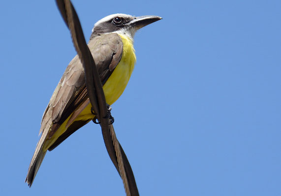 STARKSCHNABEL-MASKENTYRANN, BOAT-BILLED FLYCATCHER, MEGARHYNCHUS PITANGUA
