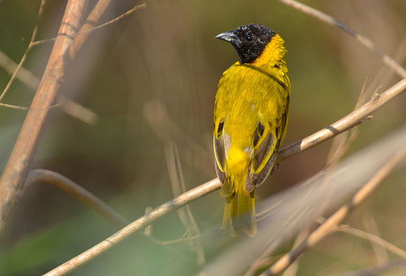 SCHWARZKOPFWEBER, BLACK-HEADED WEAVER, PLOCEUS MELANOCEPHALES