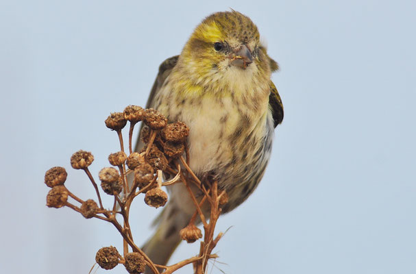 ERLENZEISIG, SISKIN, CARDUELIS SPINUS