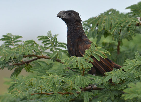 RIEFENSCHNABELANI, GROOVE-BILLED ANI, CROTOPHAGA SULCIROSTRIS 