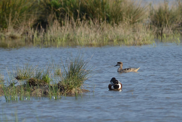MARMELENTE, MARBLED DUCK, MARMARONETTA ANGUSTIROSTRIS