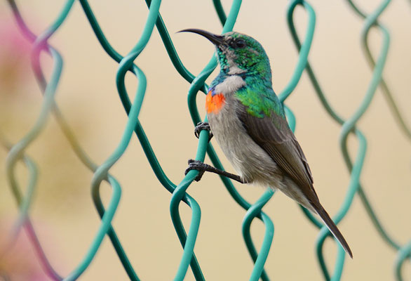 BLAUBANDNEKTARVOGEL, SOUTHERN DOUBLE-COLLARED SUNBIRD, CINNYRIS CHALYBEUS