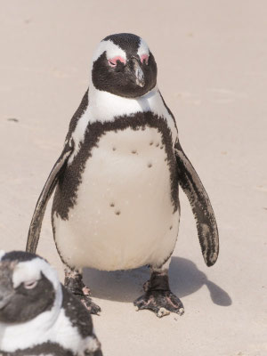 Kappinguin, african penguin, pespheniscus demersus