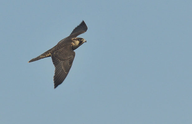 WANDERFALKE, PEREGRINE FALCON, FALCO PEREGRINUS